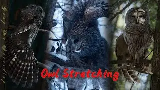 Owl Stretching