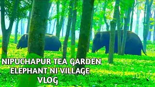 Dooars vlog West Bengal Jalpaiguri ; NIPUCHAPUR TEA GARDEN 🐘 ELEPHANT IN VILLAGE
