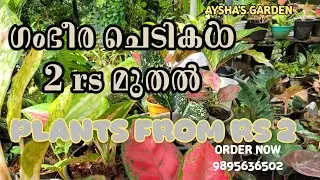 2 രൂപ മുതൽ ഗംഭീര ചെടികൾ |AYSHAS GARDEN 