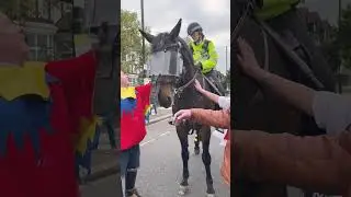 Spitfire, the police horse at ArmyNavy entertaining its fans 😍 #shorts #cute