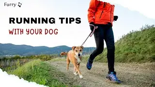 Running with Your Dog: A Beginner's Guide to Safe and Happy Runs
