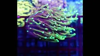 #euphyllia #korallen #reeftank #reefkeeper #aquarium #meerwasseraquaristik #coral