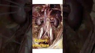 kidney structure#shorts