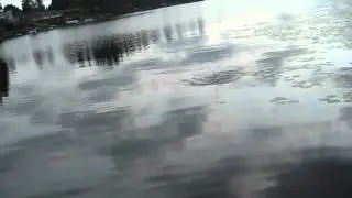 Topwater Bass Fishing The River2Sea Dahlberg Diver Frog