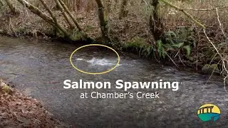 Chambers Creek Salmon Spawning