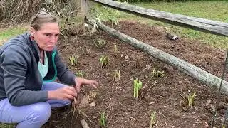 Размножение: осеннее деление ириса сибирского