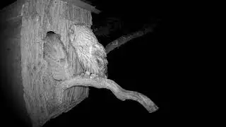 Tawny owls pulsed hooting call