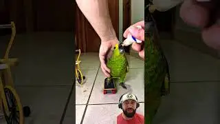 O papagaio verde andando de skate #shorts #parrot #birds #pets #animals #funny #cute