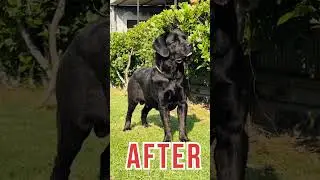 BLACK LABRADOR💣 PUPPY TO DOG 🐕🐾#dog #pets #shortvideo