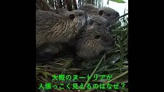 ヌートリアの七つの子　＃Coipo　＃Coypu　＃Myocastorcoypus