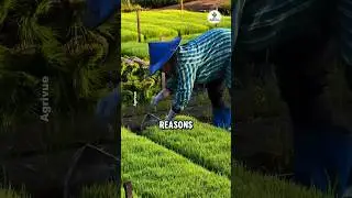 Why Thailand Produces So Much Rice Every Year.