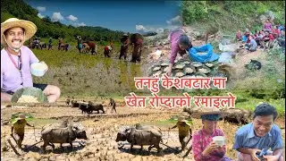 तनहुँ केशबटारमा खेत रोप्दाको रमाईलो । भुवनसिं थापाले हसाए  | Nepal NewsLine