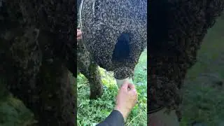 Одна кружка пчёл !)