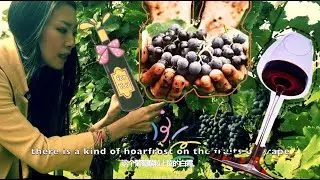 🇫🇷Bordeaux Vinification - Ch&acirc;teau PUYBARBE