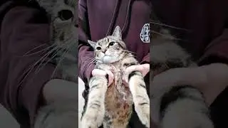 My homies cat boomer hiting it #cat #dance