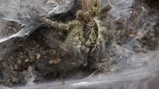 Pterinochilus chordatus