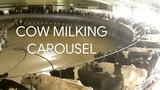 Modern Dairy Farm High Tech Milking Cows on Circular Carousel - How to
