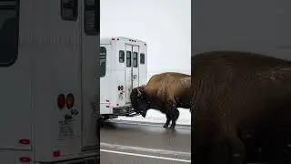 Heroic Buffalo Saves Innocent Lives! #wildlife #rescue #animals #shorts