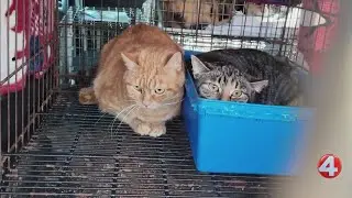 Dozens of animals seized as officials investigate property on Route 249 in Brant