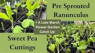 The Spring Garden| Sweet Pea Cuttings | Starting Ranunculus in Spring