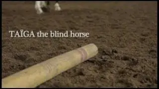 Taiga, cheval aveugle - Taiga the Blind horse