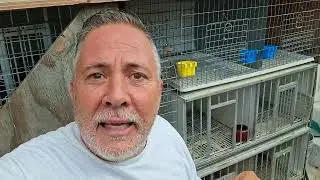 LA CR&Iacute;A DE PALOMAS EN MIAMI. 🕊 🕊 🕊 🕊 🕊TRES PREGUNTAS SOBRE COLOMBICULTURA.Palomas y reflexiones🕊🕊🕊👏🤨