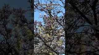 The ultimate Seattle spring - Tree filled with beautiful flowers 💐 #shorts #youtubeshorts