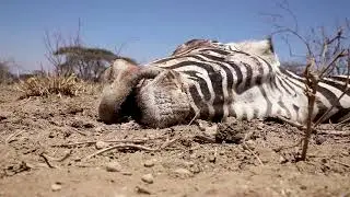 Climate Change  #wildlife #circulareconomy #environmentalsustainability #africa