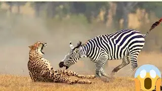 Unbelievable! Mother Zebra Take Down Cheetah, Zebra Chasing Cheetah,