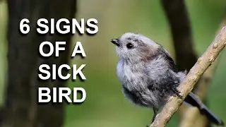 6 Signs of a Sick Bird | In Under 5 Minutes