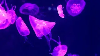 Calming Jellyfish Visuals & Soothing Sounds for Autism & ADHD &mdash; Sensory-Friendly Relaxation