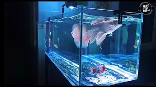 Giant Aquarium Fish  | Satisfying Close-Up in Crystal Clear Tank