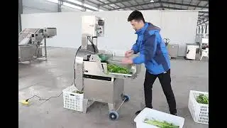 QC-805 Single-Head Multi-Function Vegetable Cutting Machine Working Show