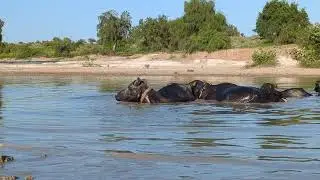Buffalo in Water, Buffalo Sounds | Bell Sound of Buffaloes | Buffalo #KundiBhens #BuffaloSounds