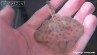 Baby sharks and skates back to the sea! Chondrolab