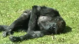 Burgers Zoo  .... gorillafamilie