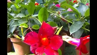 Consejos para lograr una floraci&oacute;n abundante y sostenida en el jard&iacute;n