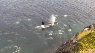Orcas Rubbing On Rocks