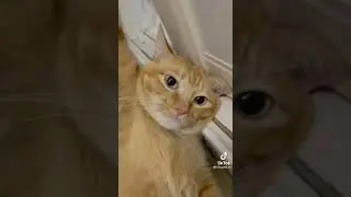 КОТ 😅