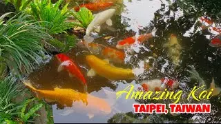 VIEWING, AMAZING COLORFUL KOI FISH | TAIWAN VLOG | @JOHONA