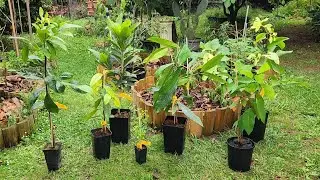 Unboxing Rare Lucuma + Other Exotic Tropicals