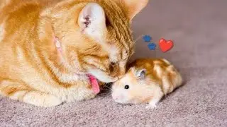 Cat Meets Hamster for the first time! Cute animals videos compilation cute moment🐹🐱