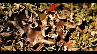 Peltigera malacea    veinless pelt or felt lichen  Greece by  Theo