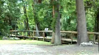 A bear mid day Kelly Park  Apopka,Florida July 23, 2011