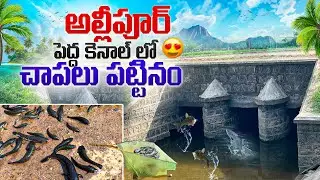 Fishing 🐬🐠🐟at canal#allipur#srsp#trending#villagefishing style#youtube 4k vlog#village wallet#