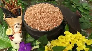 Rakthashali Red Rice Introduction (Telugu)