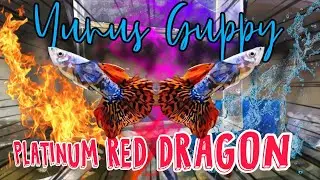 REVIEW GUPPY PLATINUM RED DRAGON | YUNUS GUPPY