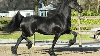 Black Friesian horse (for sale). Beautiful mare easy to ride in dressage, hacking out and driving