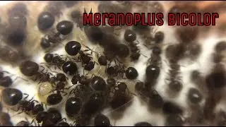 Meranoplus bicolor . Новости.