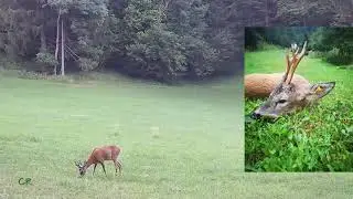 Jagd im Mariazellerland 2023 Teil 4